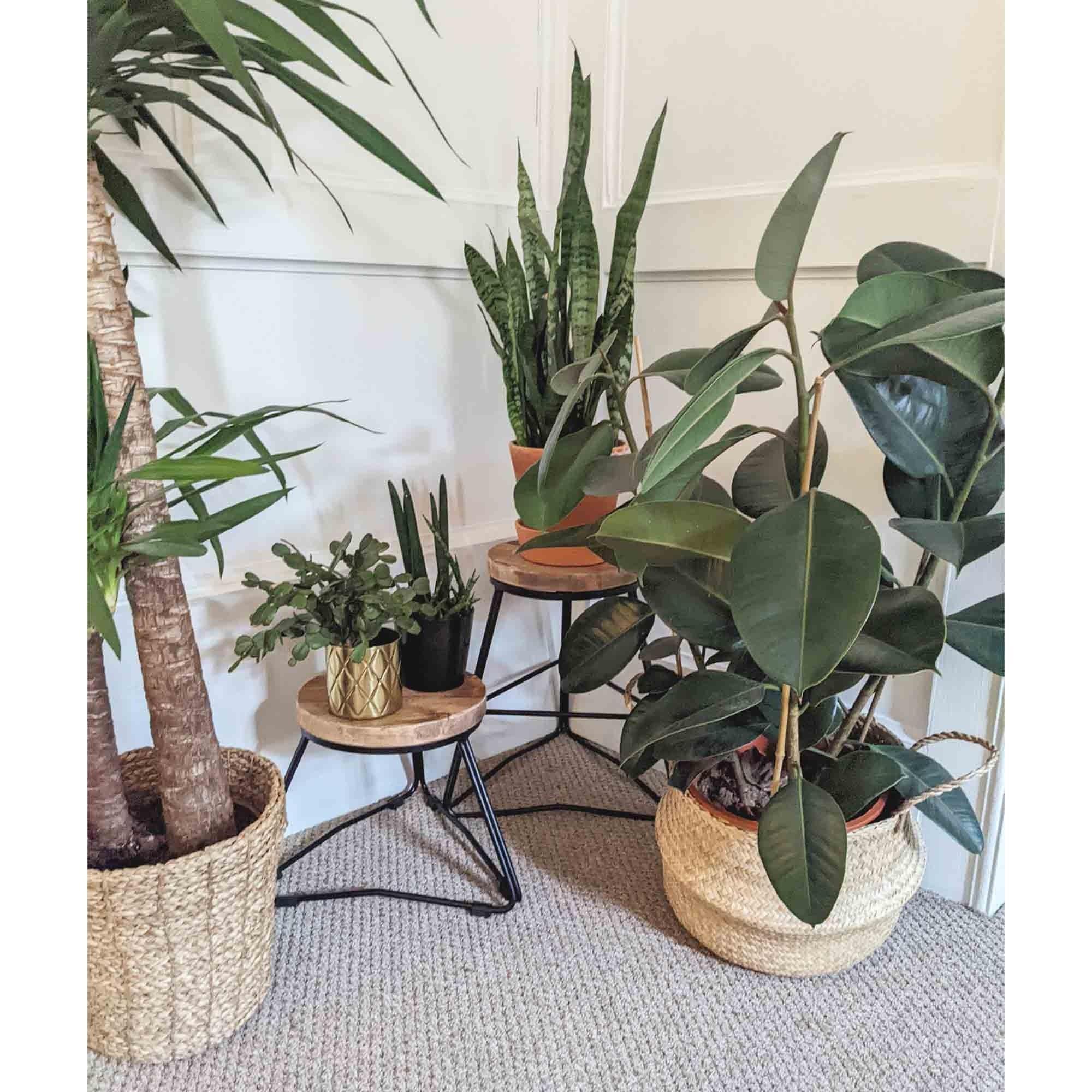Reclaimed Handmade Wood Plant Stools, Solid Steel Legs, Different Heights Available