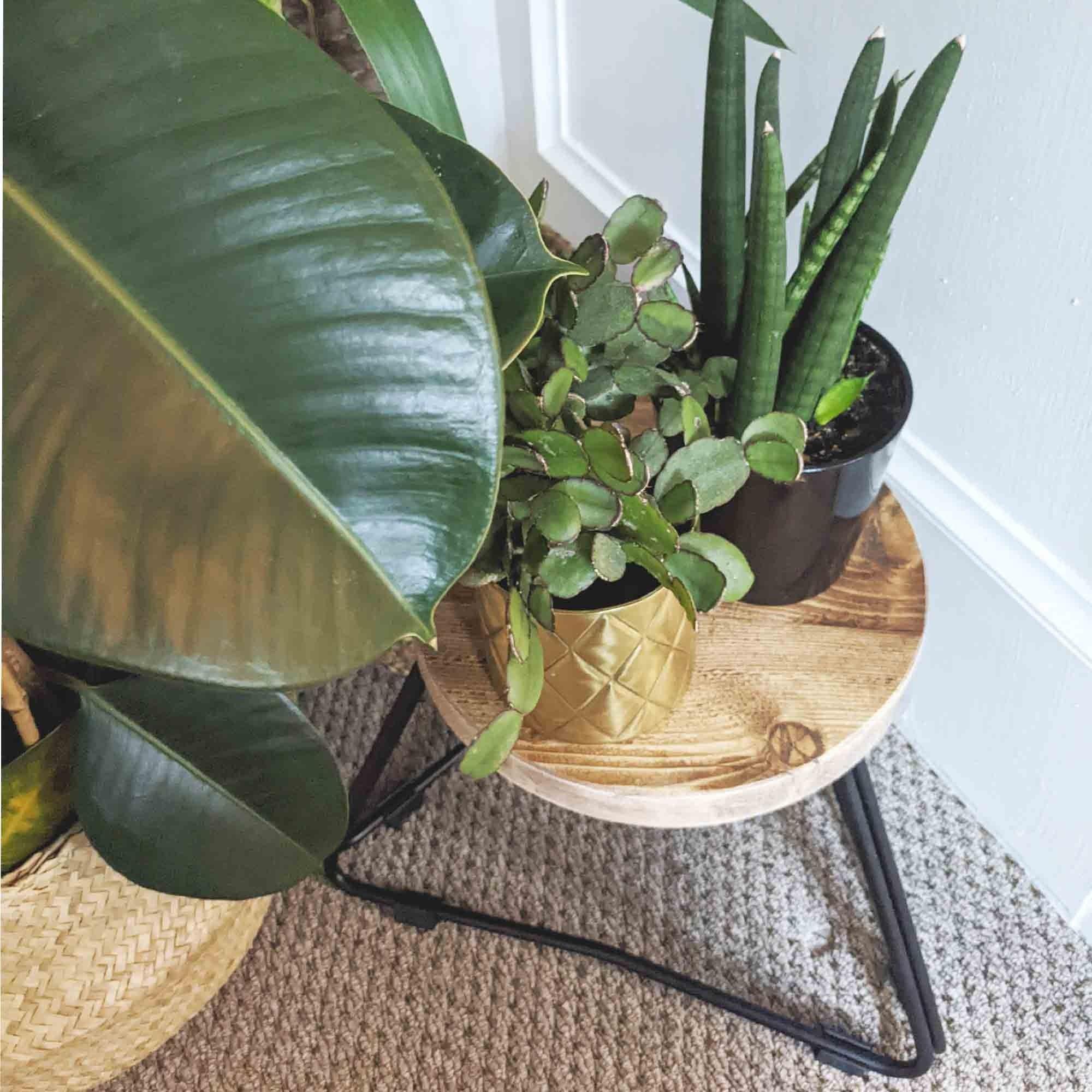 Reclaimed Handmade Wood Plant Stools, Solid Steel Legs, Different Heights Available