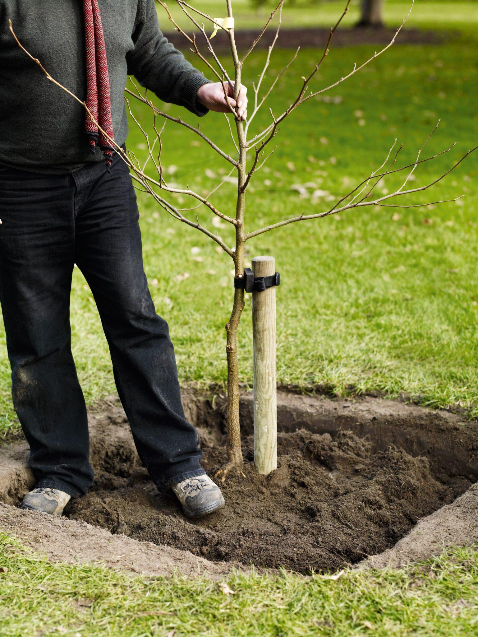 The Importance of Tree Planting: Why Every Community Should Consider It - RizAndMicaMake